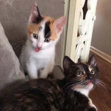 Big blue eyes kitten for sale kittens cats cat breeds deep blue history animals color. Adopt A Pet Nesta And Sprinkles Lifestyles Napavalleyregister Com