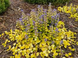 Image result for Ajuga