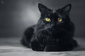 After all, it's your pet and you are the best judge on which moniker fits best. 100 Movie Inspired Cat Names Disney Famous Colored Cat Names Excited Cats