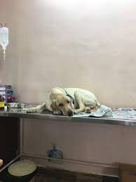 What Happens If I Accidentally Give My Puppy A Cat Parvo Vaccine Quora