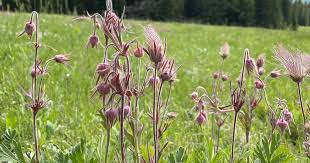 Image result for Tridactyle filifolia