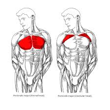 Shoulder muscle anatomy neck muscle anatomy shoulder blade muscles chest muscles anatomy organs human body anatomy human anatomy and physiology muscle diagram body diagram. Building Your Upper Chest Best Chest Workout Chest Workout For Mass Ultimate Chest Workout
