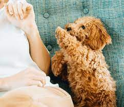 Mini goldendoodle puppies — ephrata, pennsylvania 17522 — оценка 5 на основании 4 отзывов «where do i begin! Mini Goldendoodle Puppies Breeder Minigoldendoodlepuppies Ca