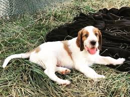 Image result for irský červenobílý setr