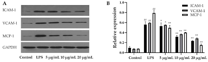 Antagonistic in purpose or effect; Molecules Free Full Text The Chemical Composition Of Brazilian Green Propolis And Its Protective Effects On Mouse Aortic Endothelial Cells Against Inflammatory Injury Html