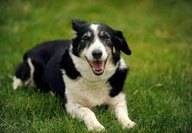 wunsch nach einem hund ratgeber unsere geschichten vier pfoten in der schweiz