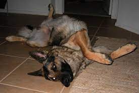 What to do if my dog dies at home. What To Do When Your Dog Dies Hopingfor Blog