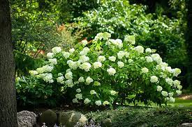 We did not find results for: Little Lamb Hydrangea For Sale Online The Tree Center