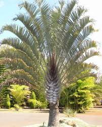 Image result for Dypsis