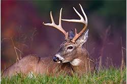 Both realistic and cartoonish images of deer are available which can be printed to be used in homes and schools. White Tail Deer In Tennessee State Of Tennessee Wildlife Resources Agency