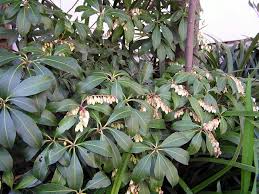アセビ 植物写真鑑