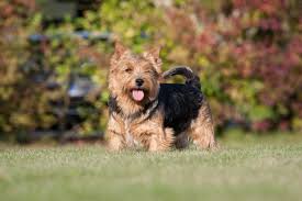 Originally, the norwich terrier and norfolk terrier were classed as one breed (norwich is a city in the county of norfolk), but the two breeds were separated during the 1960s. Norwich Terrier Im Rassenportrait Edogs Magazin