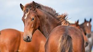 Elijah rs (elijah) gypsy vanner stallion dob: Directory Of Horse Breed Associations Horse Illustrated