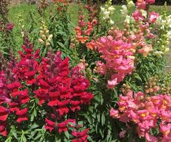 Image result for Antirrhinum