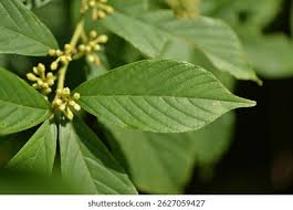 Image result for Zanthoxylum lindense