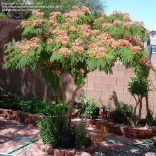 Pink Mimosa Tree Plantfiles Picture 45 Of Silk Tree Mimosa Tree Pink Siris Persian Mimosa Tree Persian Silk Tree Pink Siris