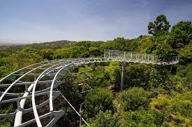 Cape Town South Africa National Botanical Gardens Tree Canopy Cape Town Hotels