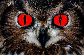 Sume de neconceput pentru omul de rând. Evil Owl Owl Beautiful Posters Evil