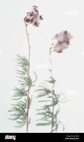 Image result for Eriocephalus