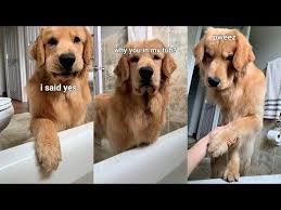 Dog Follows Me Into Bathroom Youtube Dogs Cute Dogs Golden Retriever