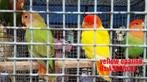 All Birds Price In Kolkata 02 09 2018 Galiff Street Birds Market With Birds Price Part3 02 09 2018 Youtube