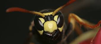 What Happens To Wasps In The Winter?