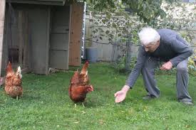 Calm chickens are quiet chickens—particularly meat birds. Mission Couple Cry Fowl Over District Bylaw Cracking Down On Backyard Chickens Mission City Record