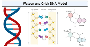 watson and crick dna model molecular biology microbe notes