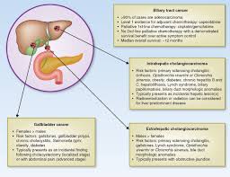 The biliary tract, (biliary tree or biliary system) refers to the liver, gall bladder and bile ducts, and how they work together to make, store and secrete bile. New Horizons For Precision Medicine In Biliary Tract Cancers Cancer Discovery