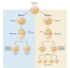 Get free solutions to all questions from chapter cell cycle and cell division. Anaphase I Definition Process And Quiz Biology Dictionary