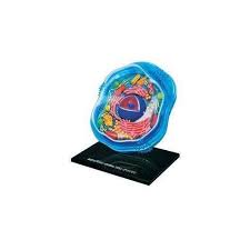 4d science animal cell anatomy model. Amazon Com Famemaster 4d Science Animal Cell Anatomy Model Toys Games Animal Cell Anatomy Anatomy Models Animal Cell