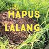 Setelah diberikan racun rumput ini kamu tidak akan melihat tanaman pengganggu lagi di lahan atau kebunmu. Https Encrypted Tbn0 Gstatic Com Images Q Tbn And9gct Qqklri8im Rr8om Qqjguv Juxdaewoa1nl7 Ji Usqp Cau