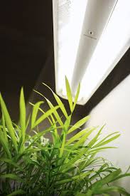 We did not find results for: Fluorescent Grow Lights Learn About Different Types Of Grow Lights