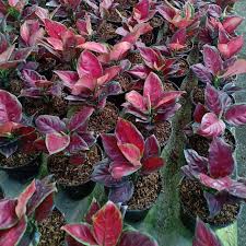 Asya Garden Aglaonema Black Maroon Aglaonema Facebook
