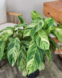 Image result for stromanthe