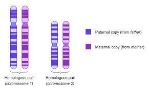 Maybe you would like to learn more about one of these? Homologous Pairs Bioninja