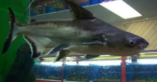 Black And White Striped Catfish Aquarium Also Known As Iridescent Sharks These Freshwater Fish Are Really In The Catfish Family Aquarium Fish Fish Fish Pet