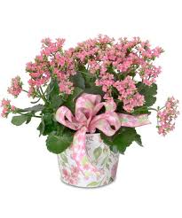 Image result for Kalanchoe