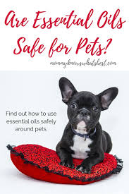 Essential oils are oils typically extracted from plants. Are Essential Oils Safe For Pets A Basic Guide For Pet Parents