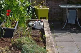This way, your cat will want less to. Three Tips To Make A Cat Friendly Garden Art Of Healthy Living