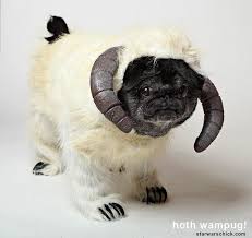 Pug Dog Halloween Starwars Wampa Star Wars Dog Costumes War Dogs Dog Costume