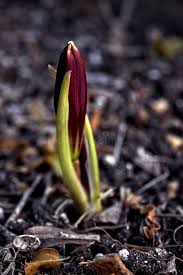 Image result for Scutia