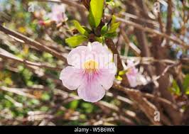 Image result for Tabebuia heterophylla