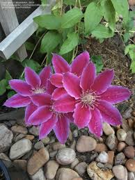 Image result for Clematis dolichopoda