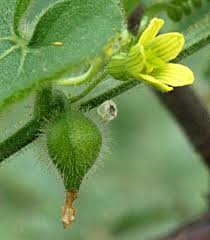 Image result for Kedrostis foetidissima