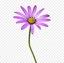 This video is about how to drawing daisy flower in cartoon style , super cute and kawaii. Pink Flower Cartoon