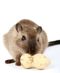 However, the texture of the vegetable may make it a choking hazard to younger babies, although there are no other problems with serving it raw. What Do Gerbils Eat Pbs Pet Travel