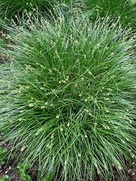 Image result for Carex leptosaccus