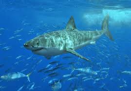 great white shark facts for kids jellyquest