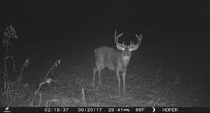 This season, my buddy joey hayes had the rare chance to document exactly how far a buck traveled from his fall range to his winter feeding area. What Do Nocturnal Trail Camera Pictures Mean